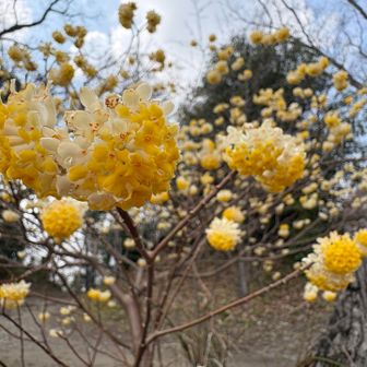 ミツマタ可愛い！