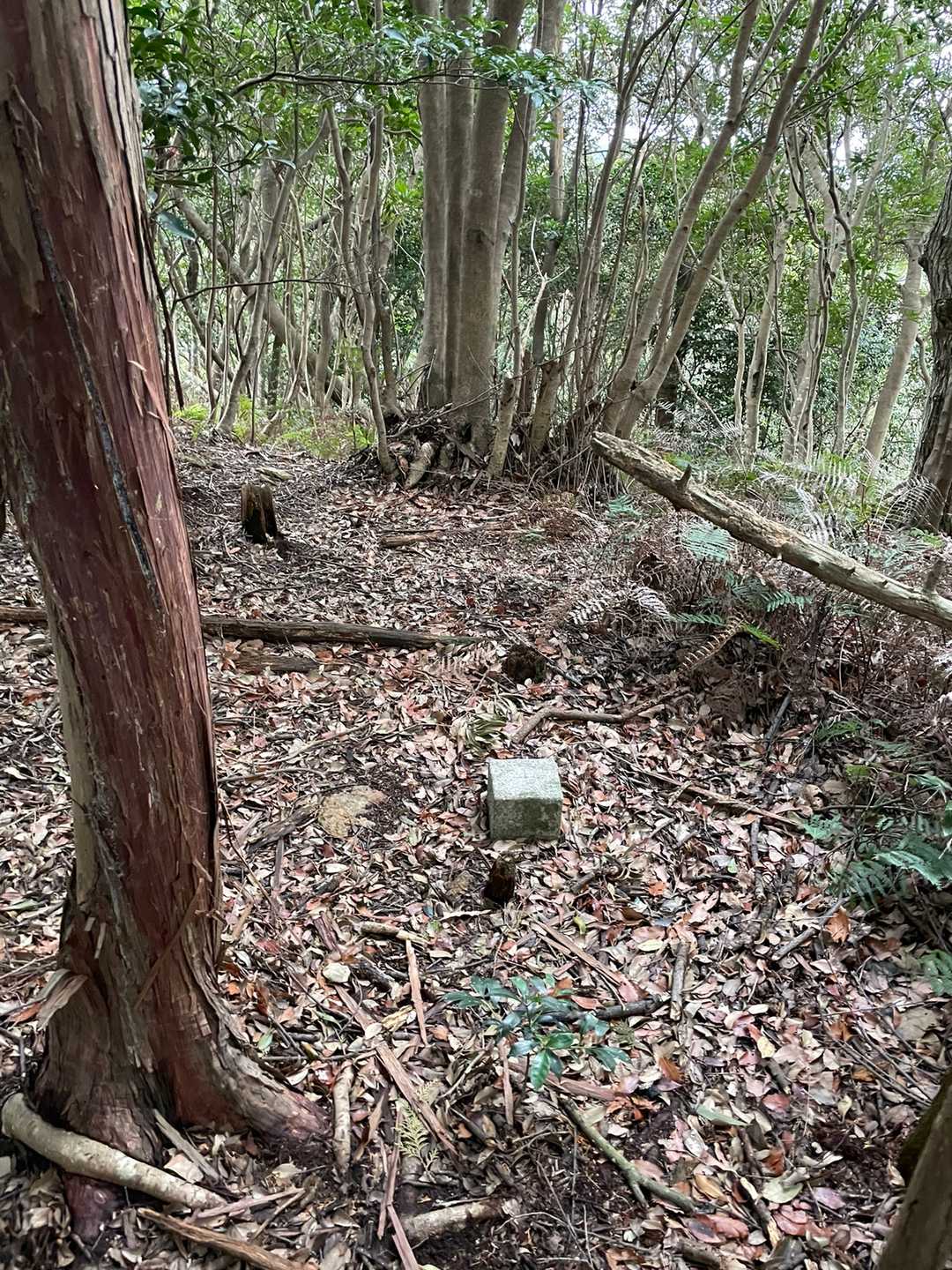 ２座目　鰯山⛰
明確な道があったりなかったり🥲