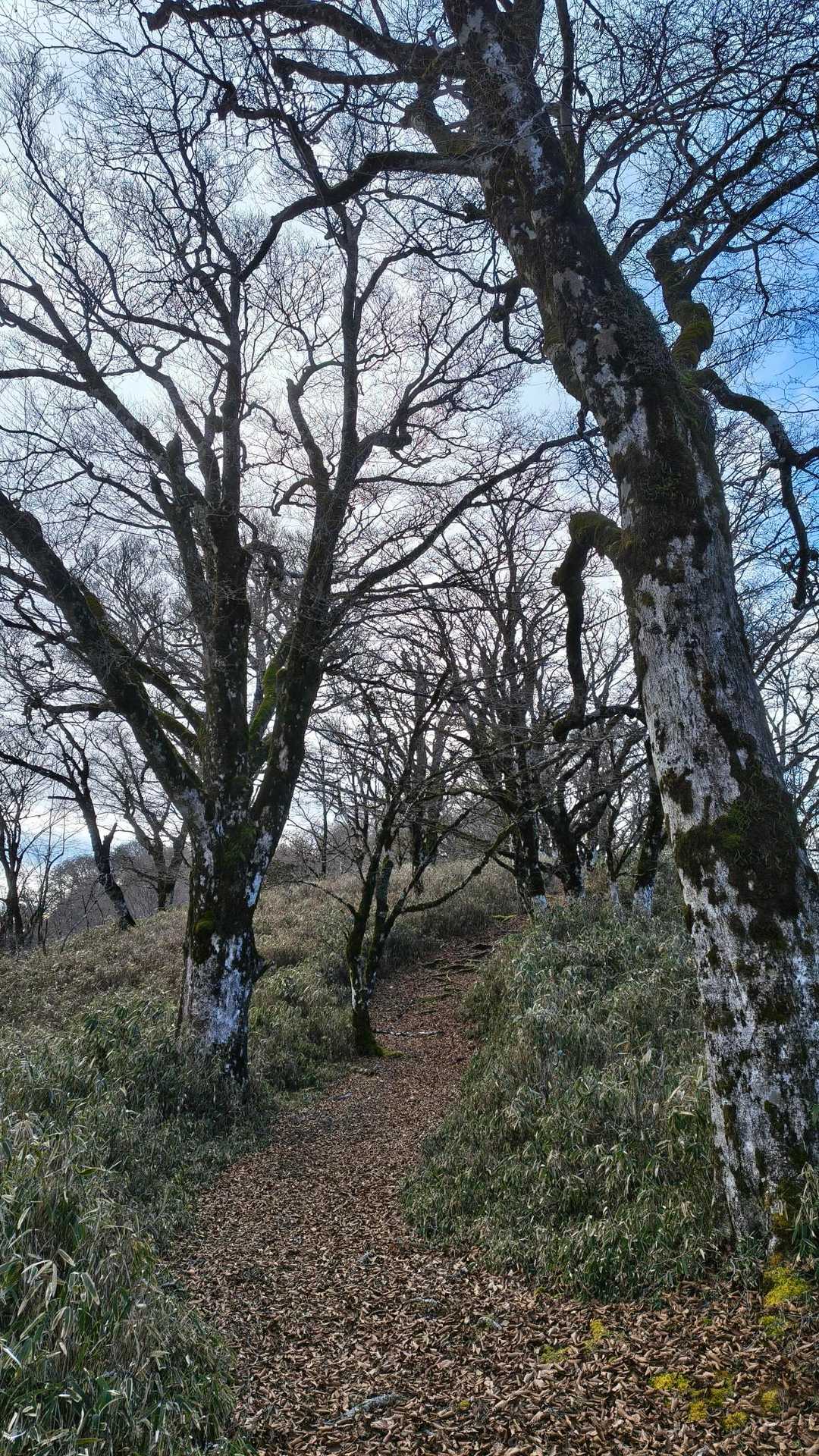地蔵峠入口-仏谷山-細島峠-うつろぎ山 往復コースの写真