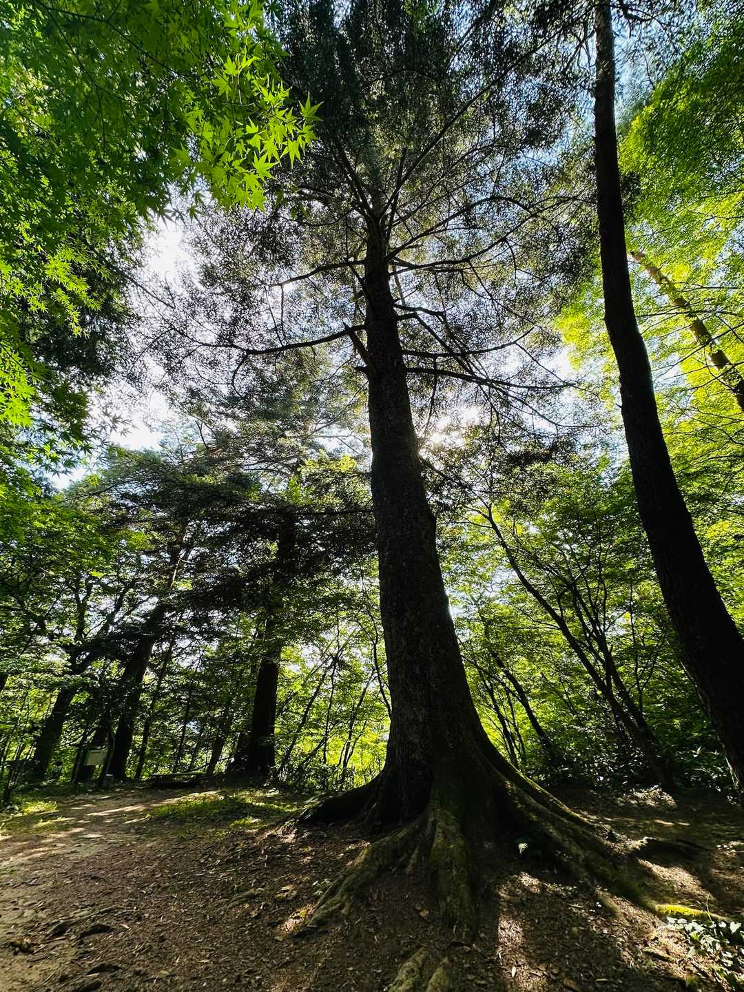 大きなもみの木🌲