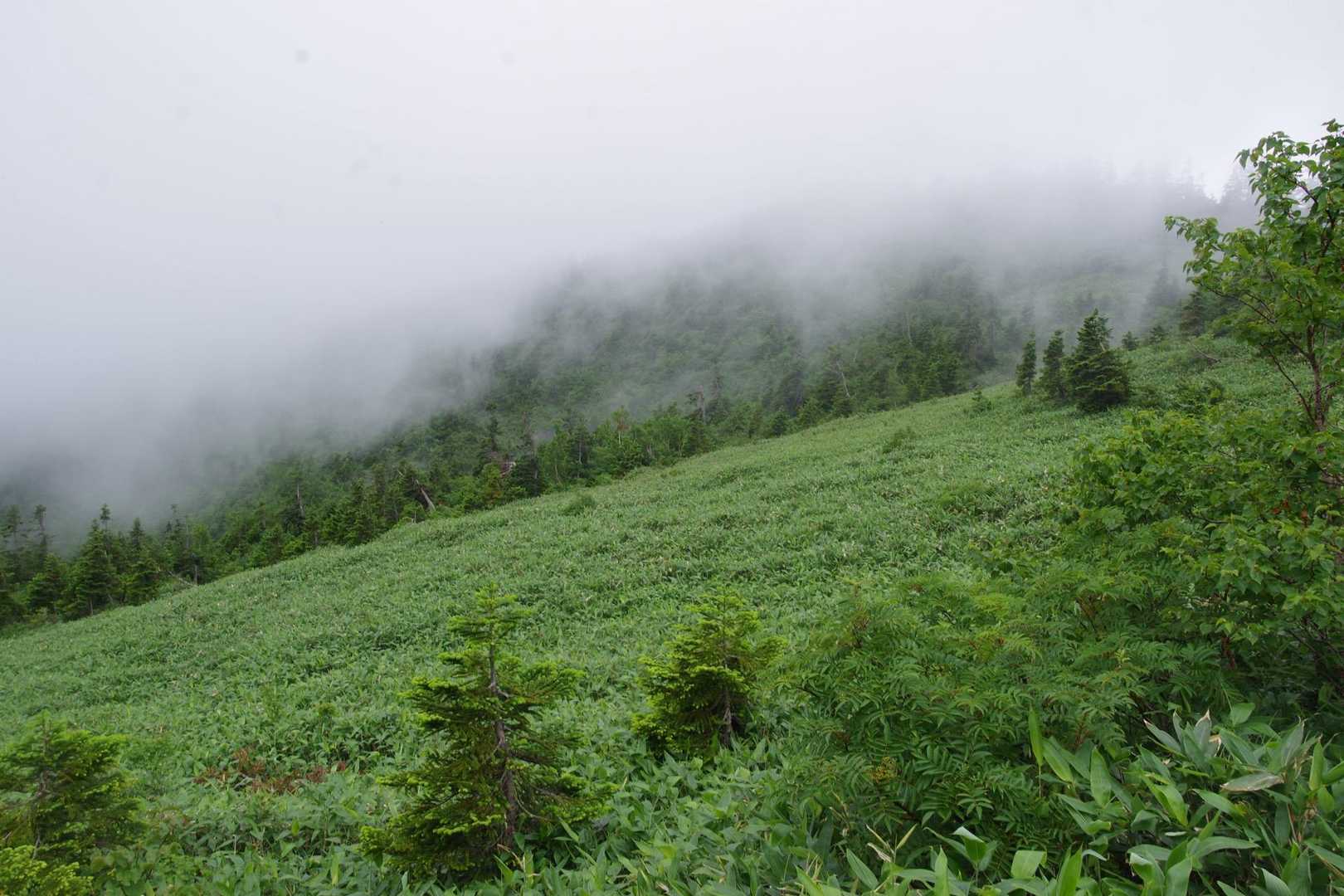 祓川登山口-神楽ヶ峰 往復コースの写真