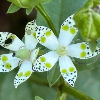 とても小さな花で、写真でしか見たことがなかったので探すのに苦戦してしまいました。　
茎の丈もある植物なのですね🧐