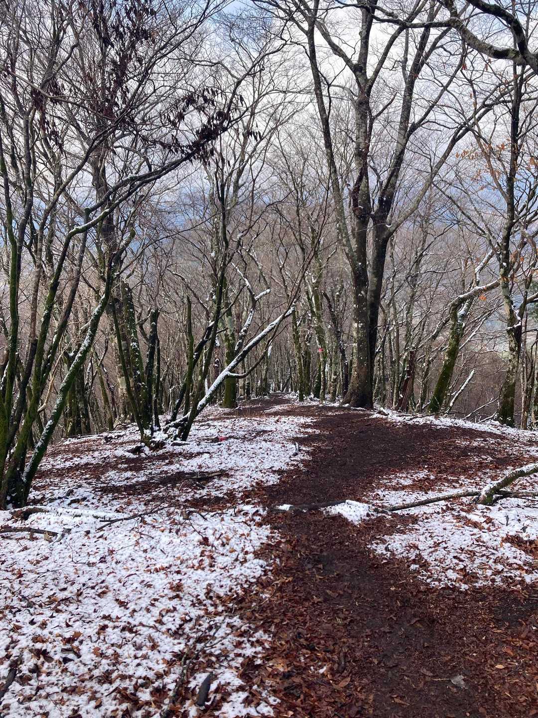 ミツバ岳登山口-大出山-権現山 往復コースの写真