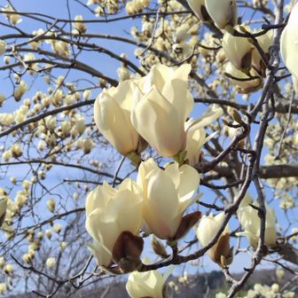 ハクモクレンが満開🥰