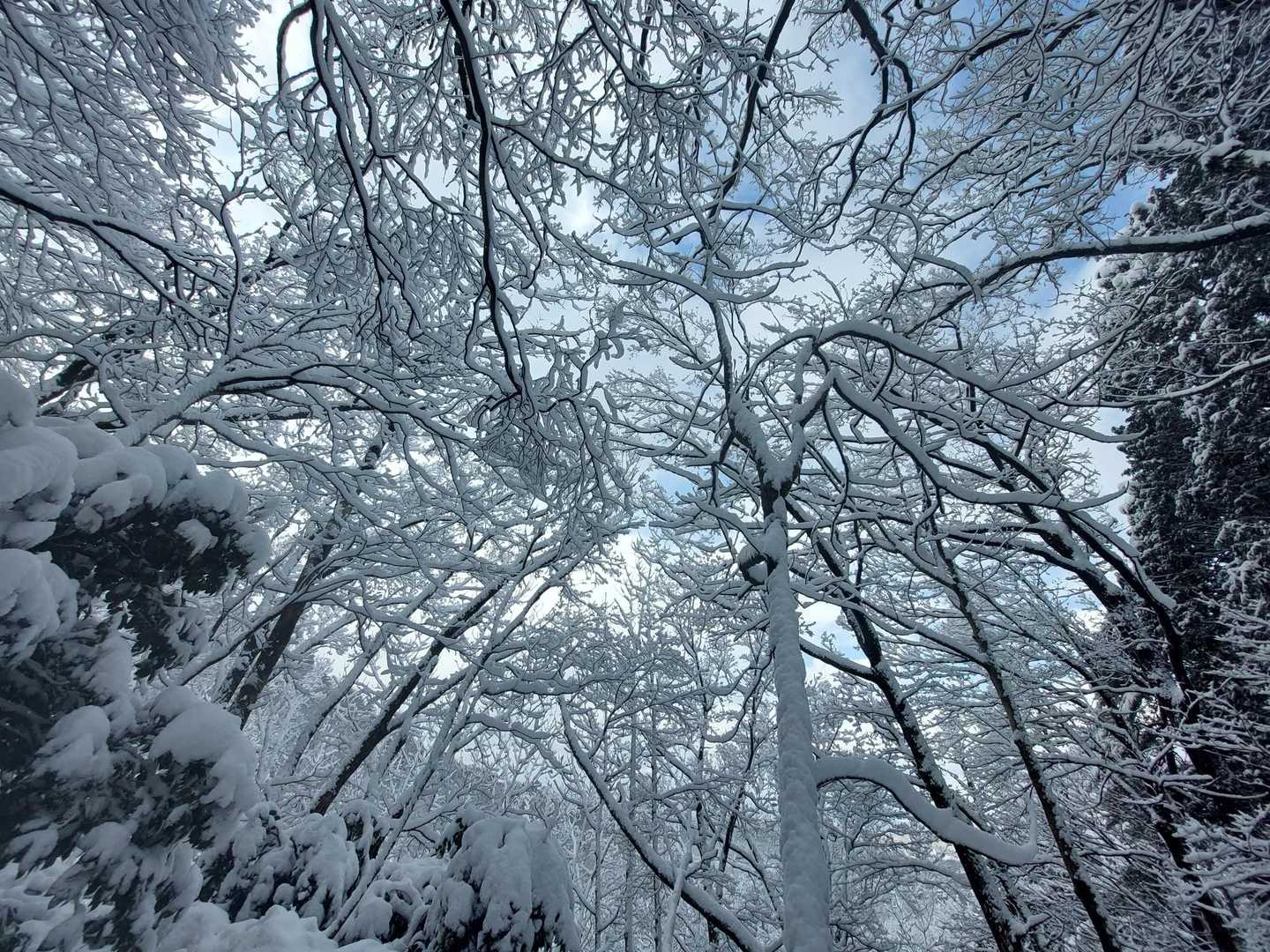 雪が降った時しか