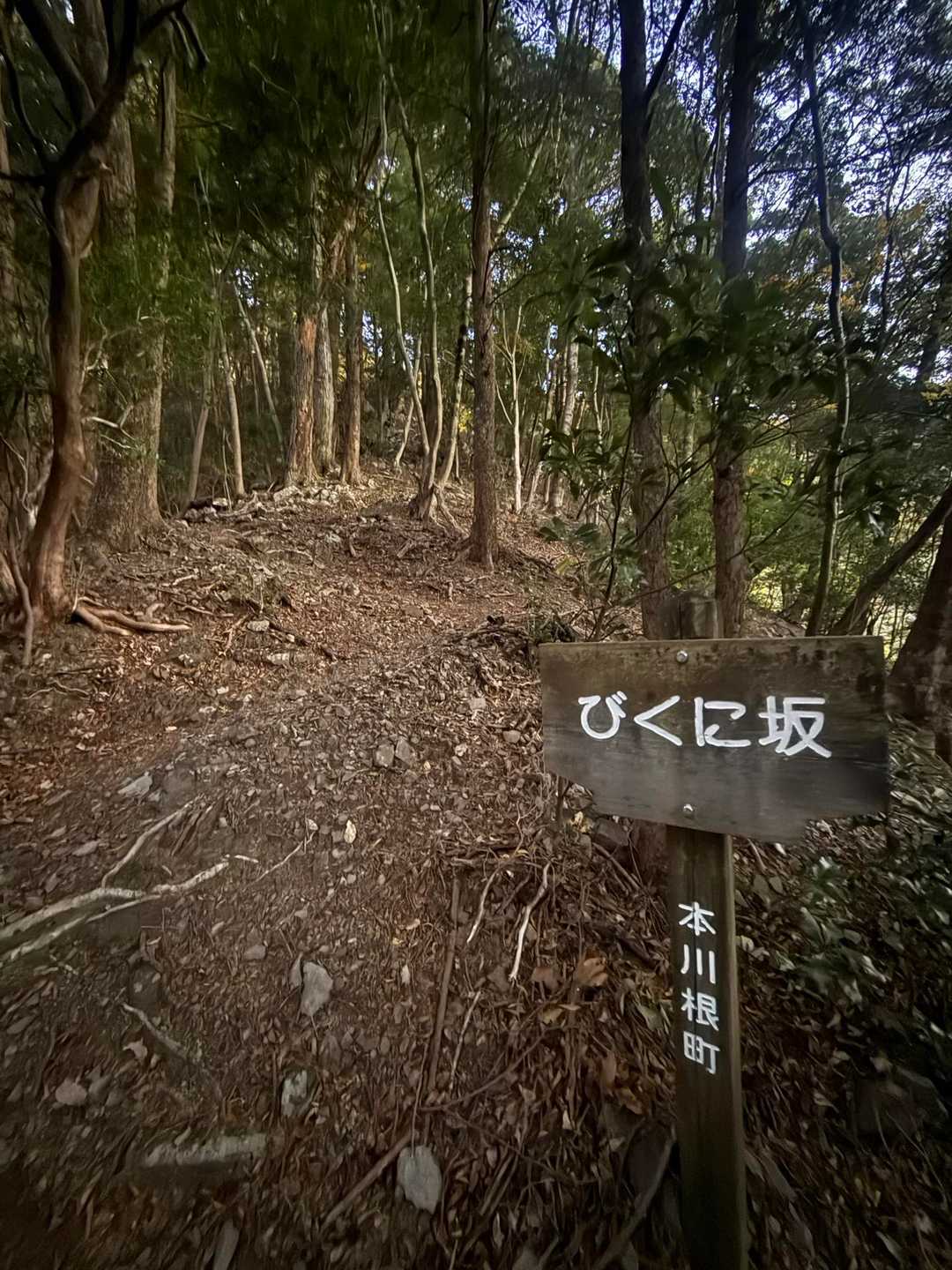 びくにってなーに？

橋の辺りから、登ってます
