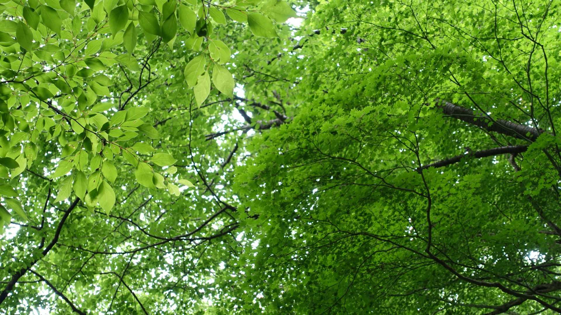 新緑が傘変わり。
雨の音が心地よい。