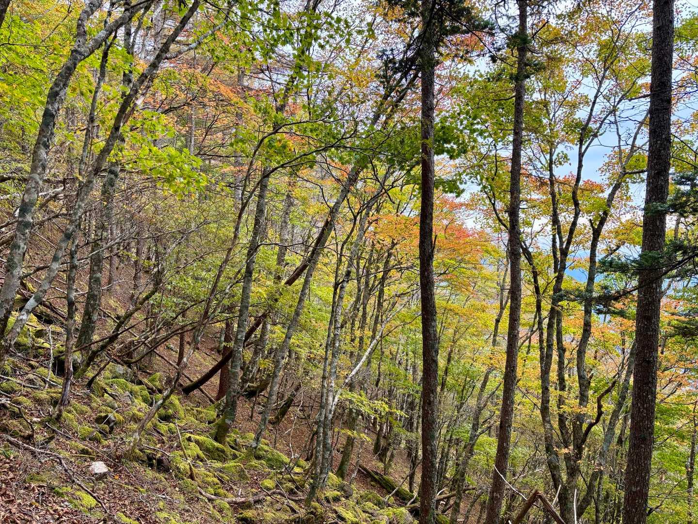 中腹では色付いた木々も🍁