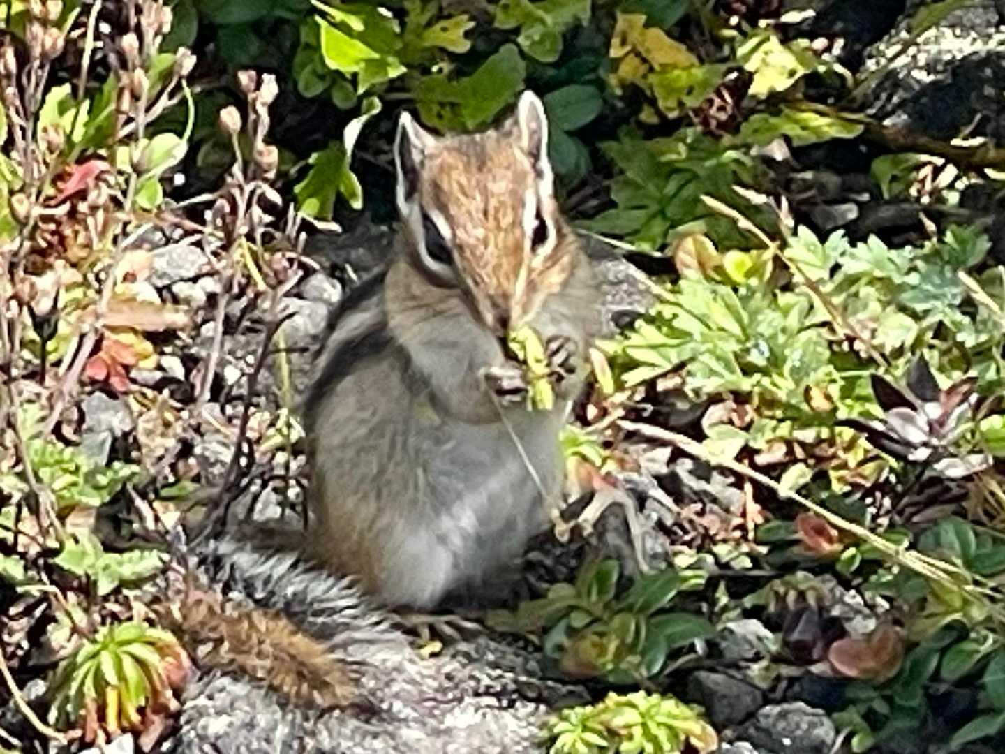 旧避難小屋付近のりっすん🐿️
モグモグ中🍃