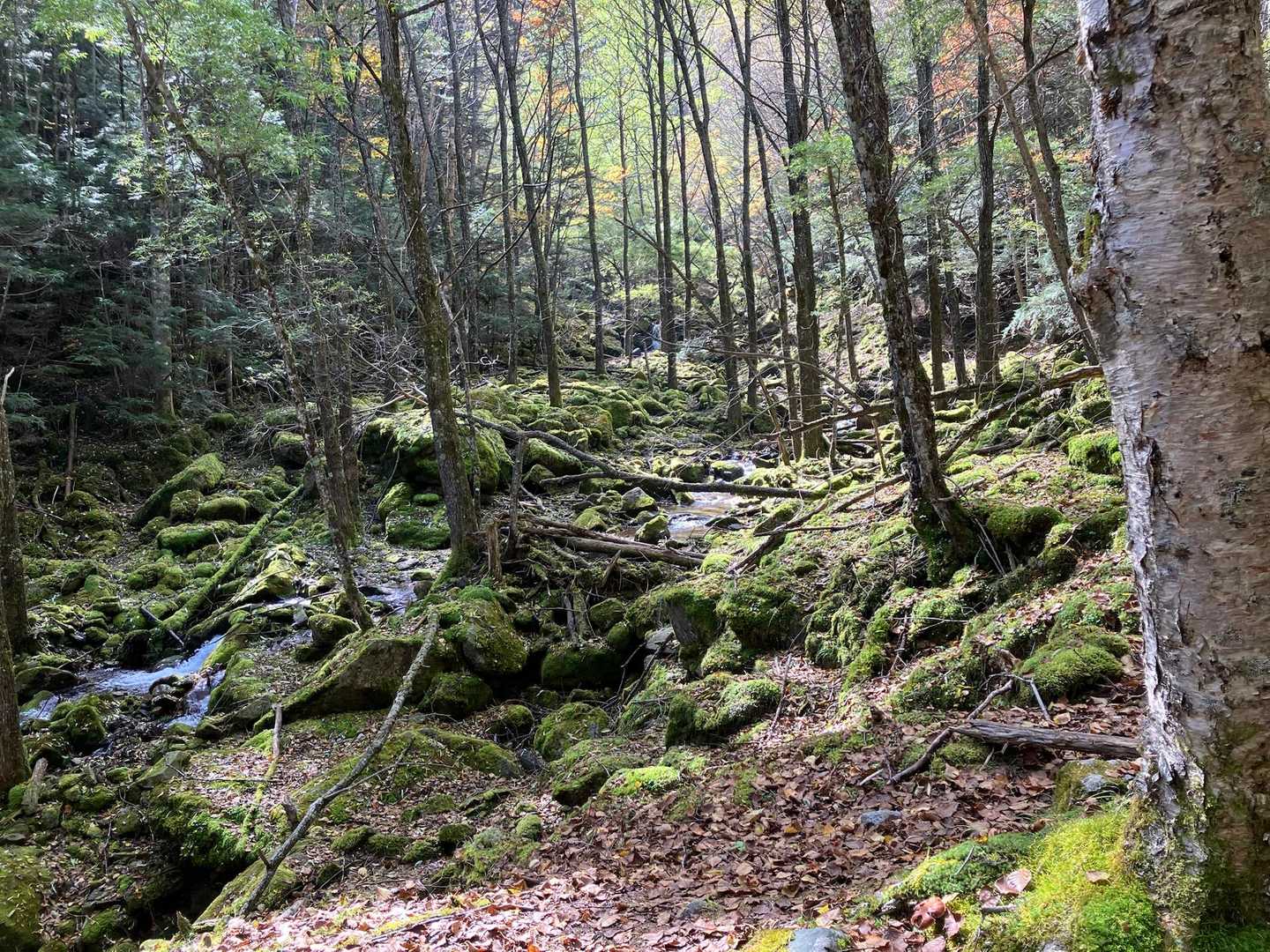 毛木平-千曲川信濃川水源地-甲武信ヶ岳 往復コースの写真