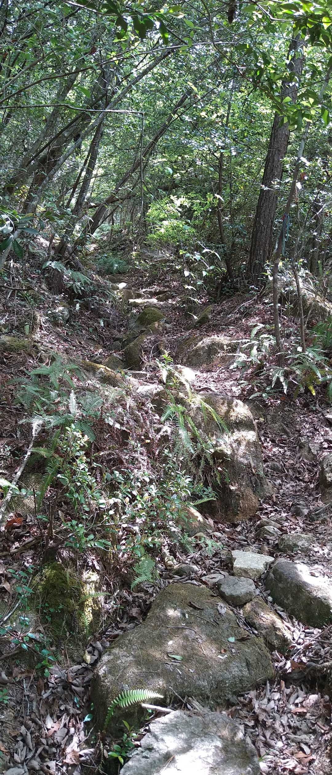 はじめから　ぐんぐん登りまーす。