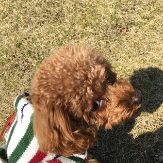 わんこツーリスト