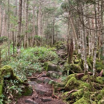 苔に岩🪨
らしくなってきましたが
地面も露出してるからまだ安全✌️
