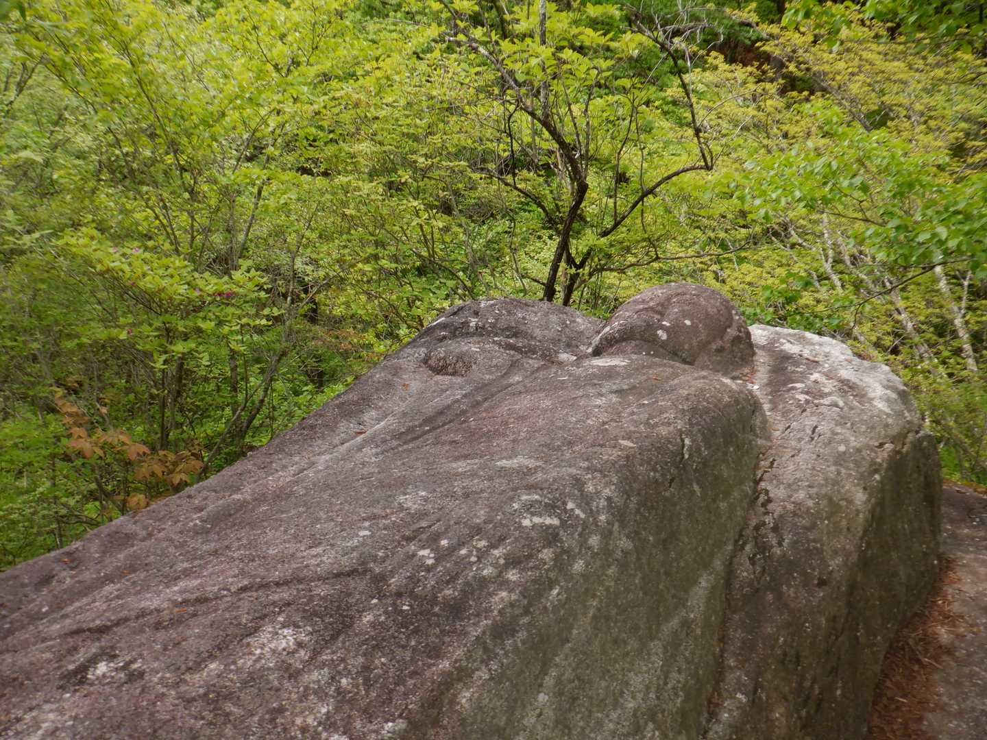 塔ノ沢登山口-小丸山-　 往復コースの写真