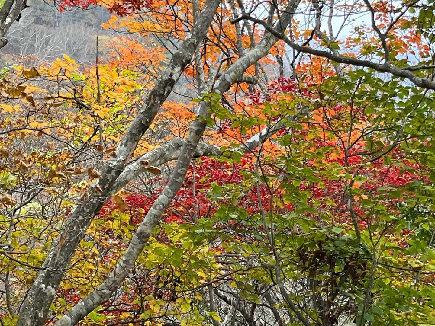 小屋平バス停-石丸峠-榧ノ尾山 縦走コースの写真