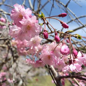 ロープウェイ乗り場近くの枝垂れ桜。
