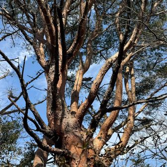 株立のような赤松