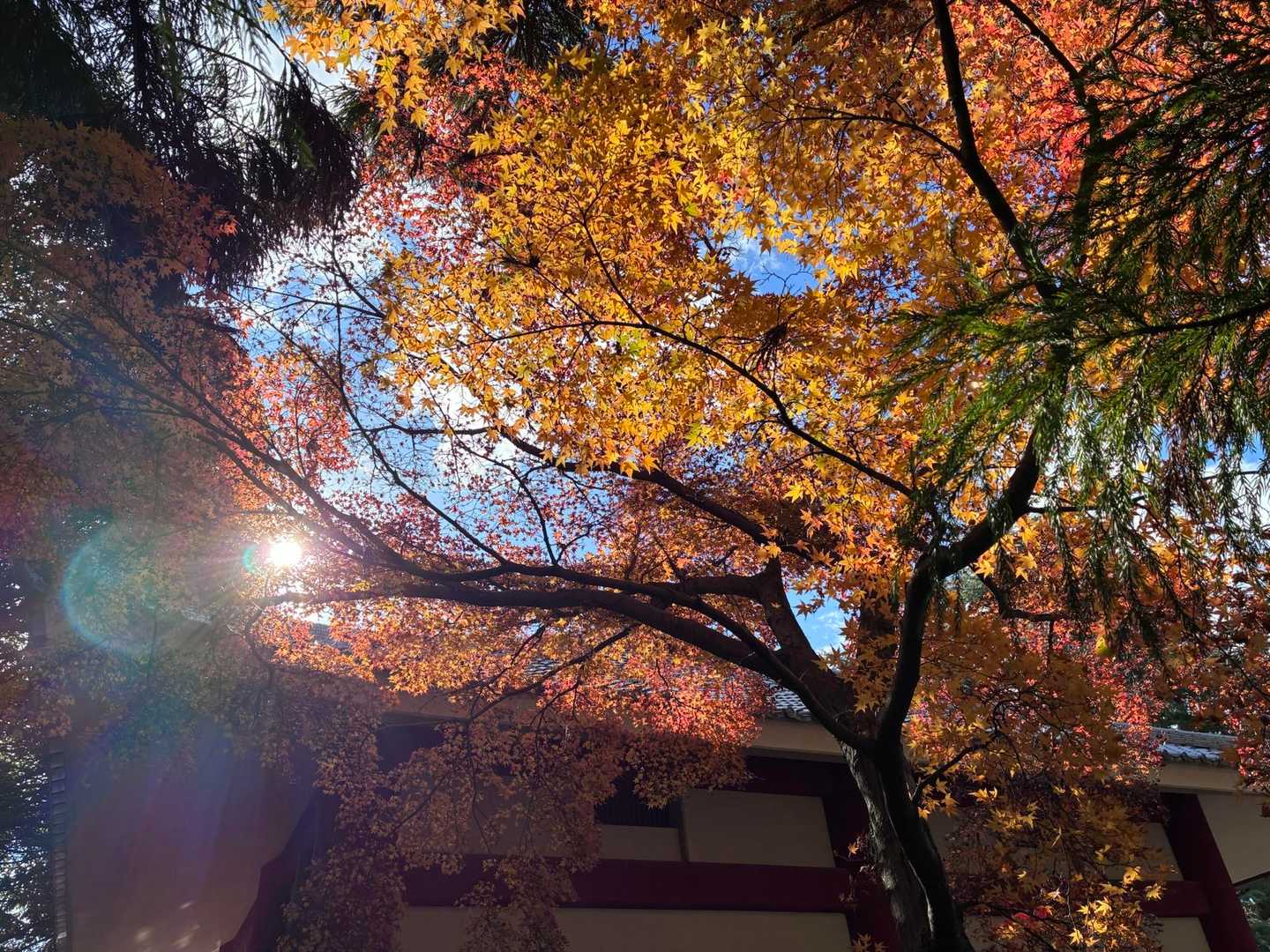 登山口の紅葉🍁
ケガなく下山できました。感謝です🙏