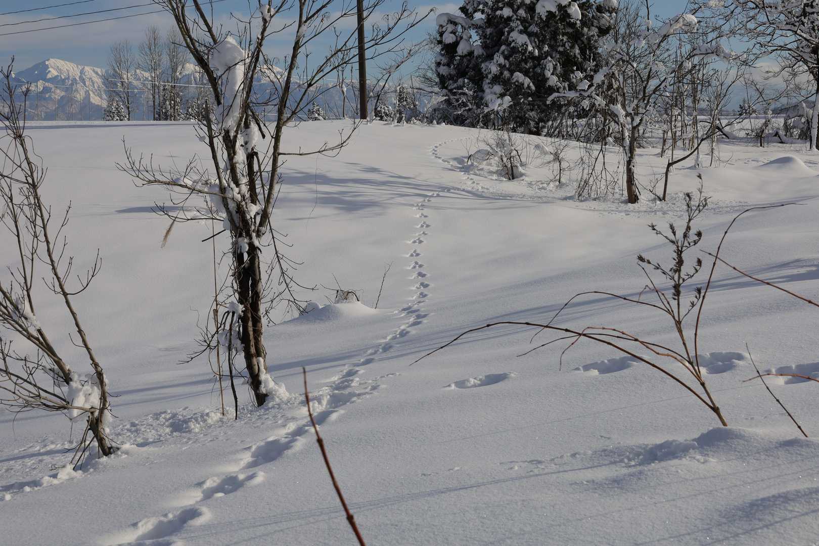 そんな足跡がどこまでも。