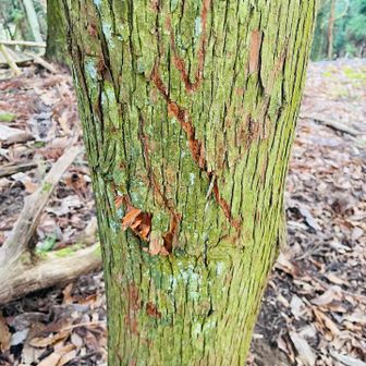 グレーピーク目指し始めてすぐにコレ🐻
今日は熊鈴しか持ってきてないので引き返します🥺