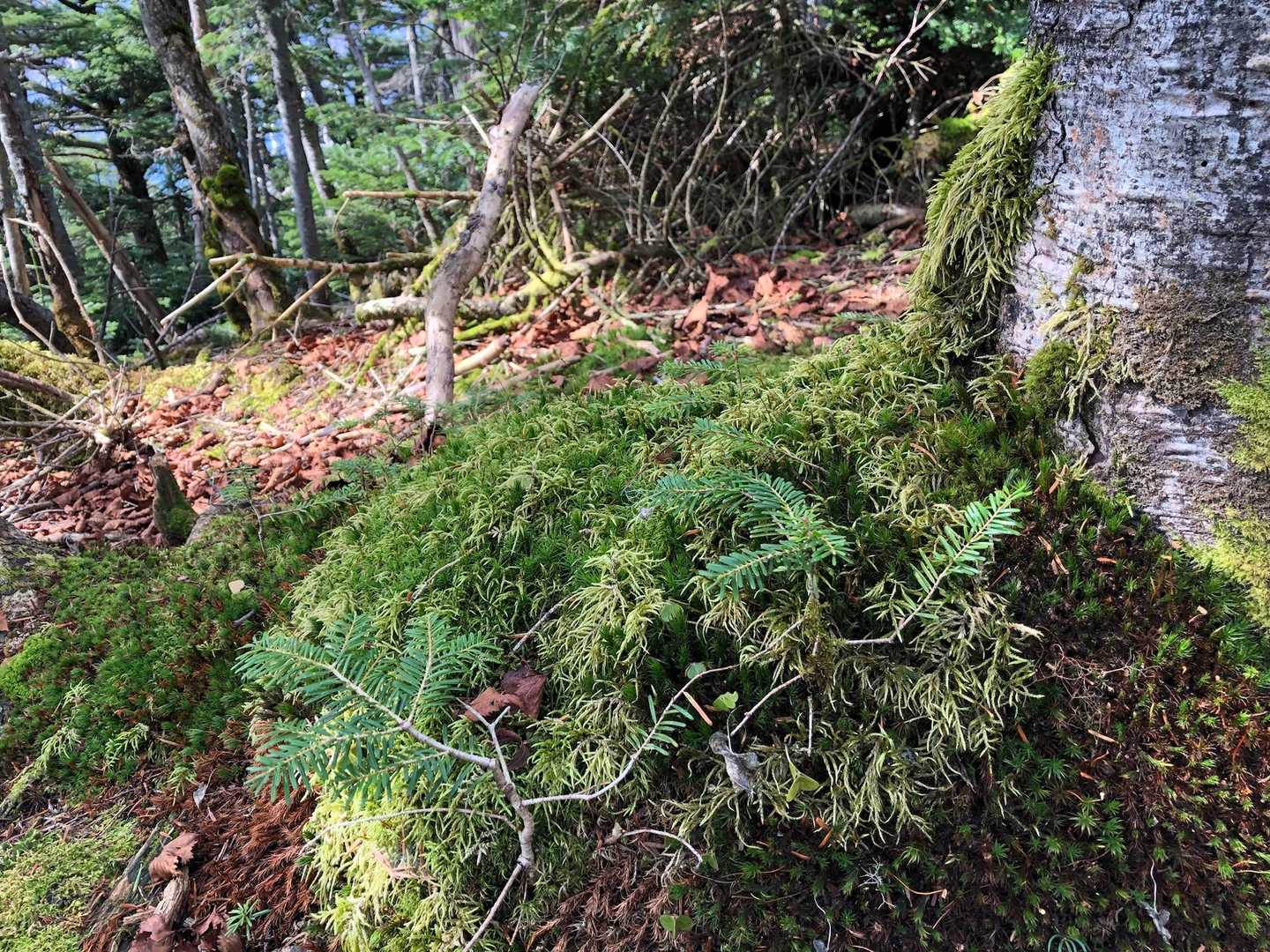私が好きな苔むすところもありました