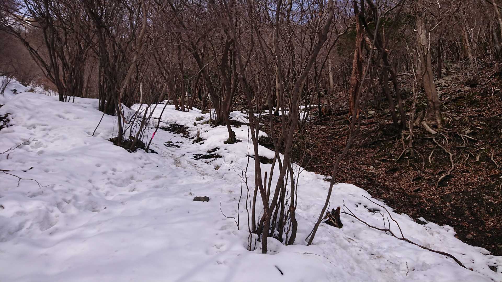 登山道に雪❄️が現れ出した