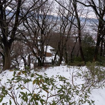 レッサーパンダの家見えた