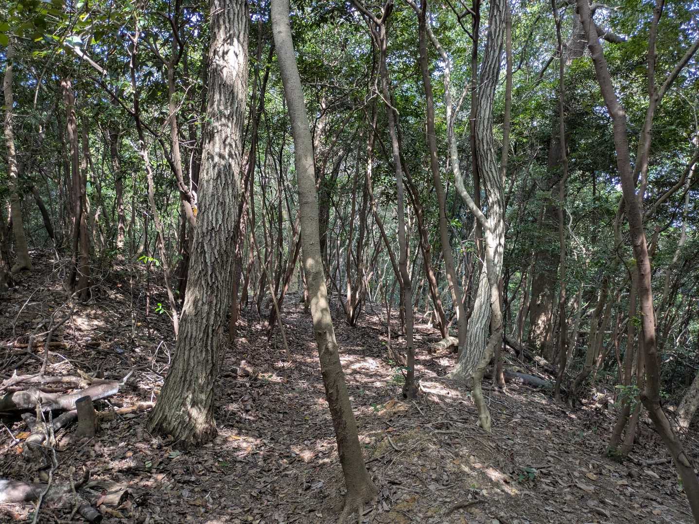 最初はちょっと急登ですが、登りきってしまうと後は緩やかな尾根道で歩きやすいです。