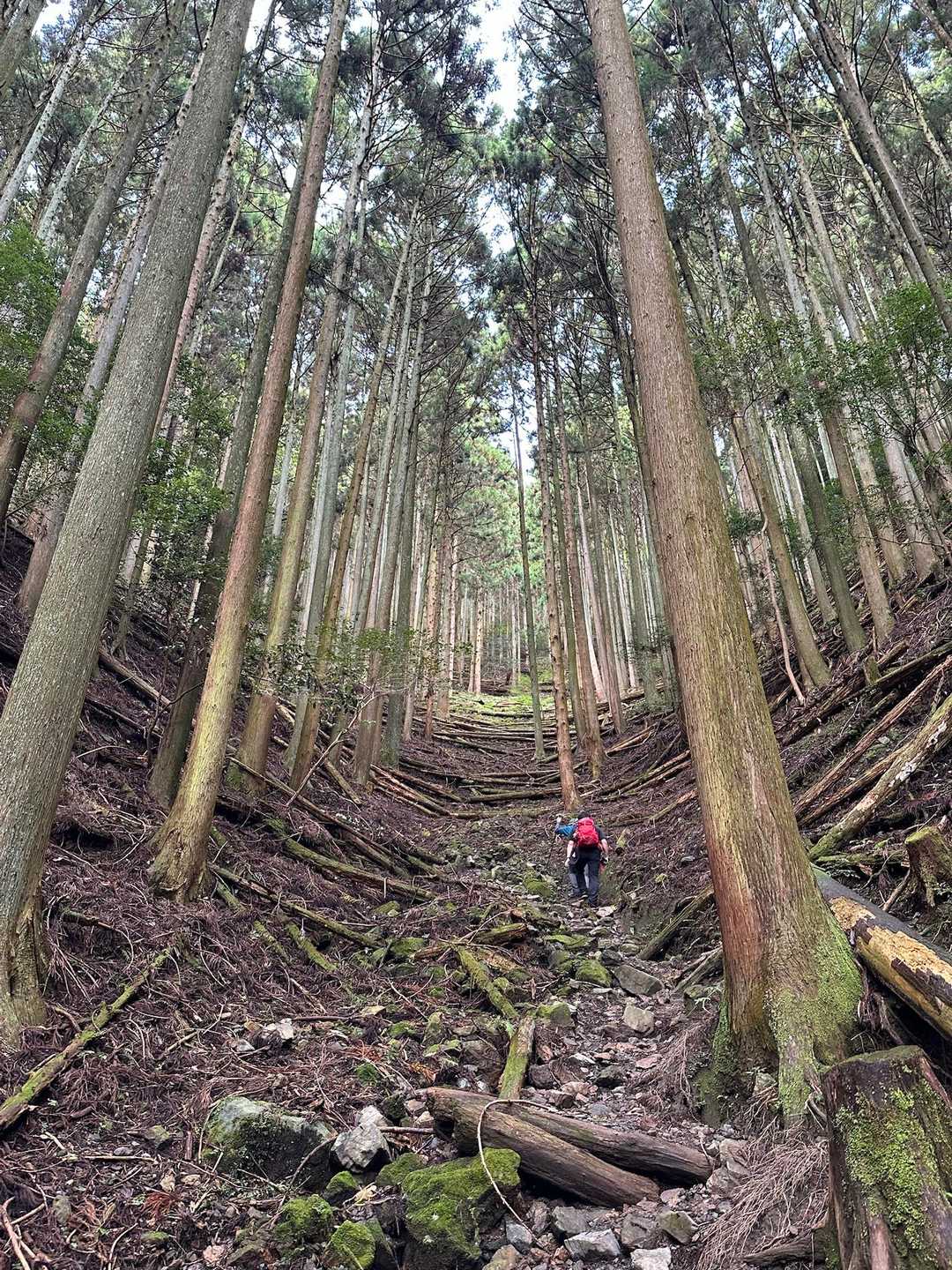 椿大神社バス停-入道ヶ岳北尾根コース登山口-入道ヶ岳 縦走コースの写真
