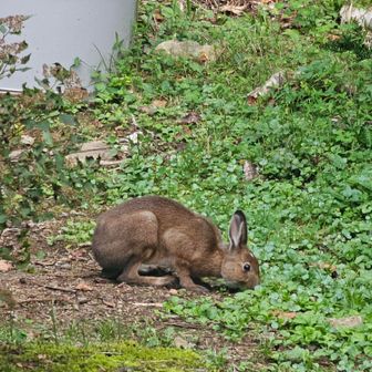 🐇!?
夜中にテン場で何かの動物が闘っていたのだけど兎さんだったかどうかはわからず