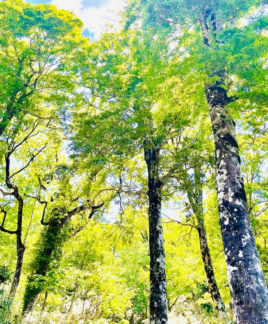 ブナの林🌲