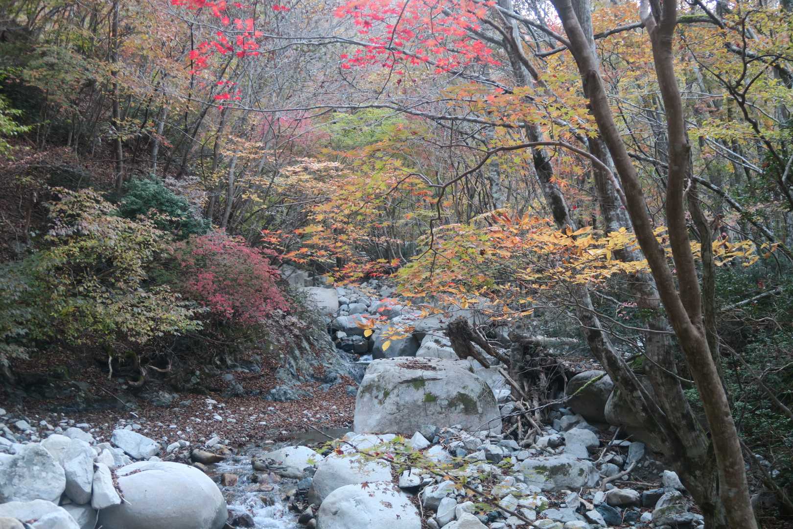 甲津畑登山口-杉峠-杉峠ノ頭-イブネ-クラシ 往復コースの写真