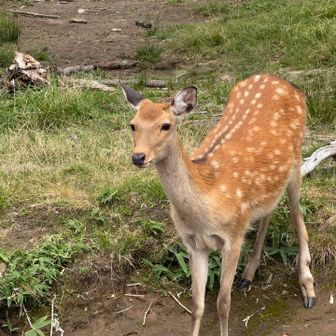 近くまできた