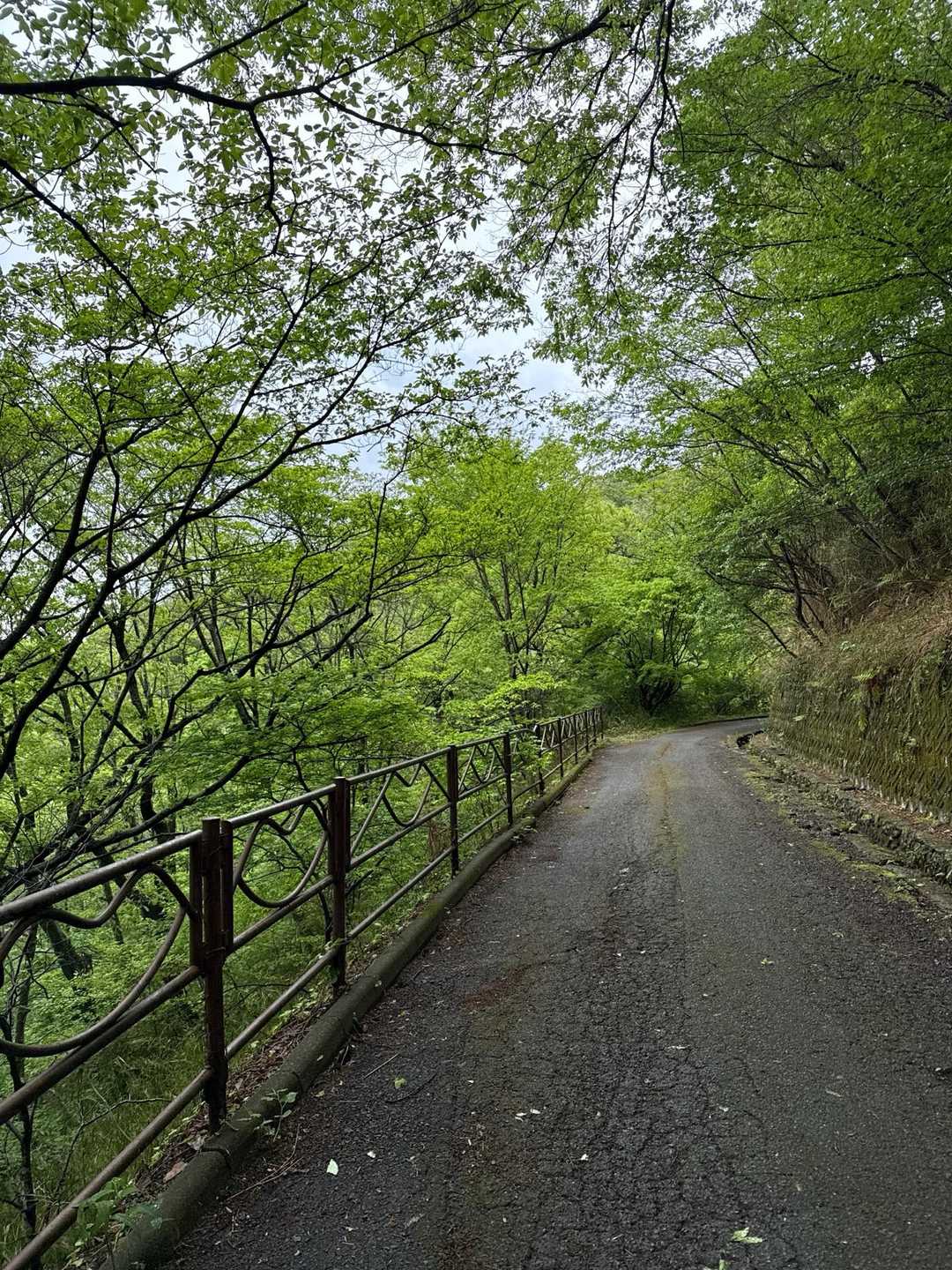 新緑も綺麗だな🌱