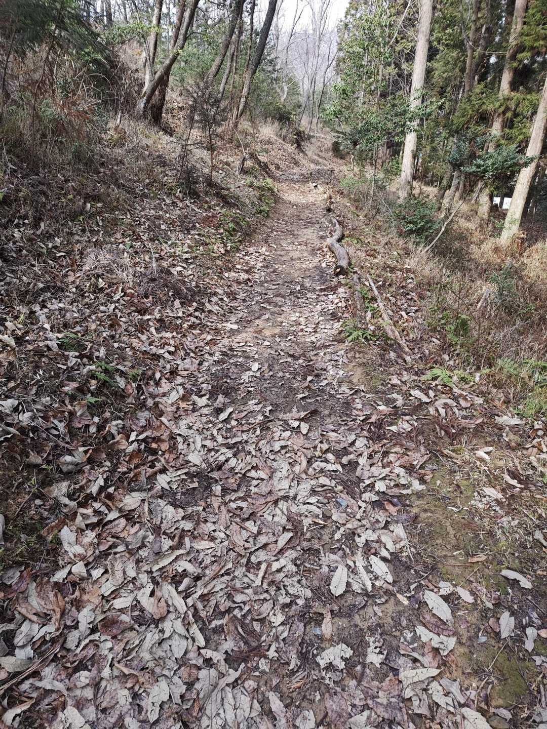 長尾山 周回コースの写真