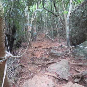 急登を登っていきます