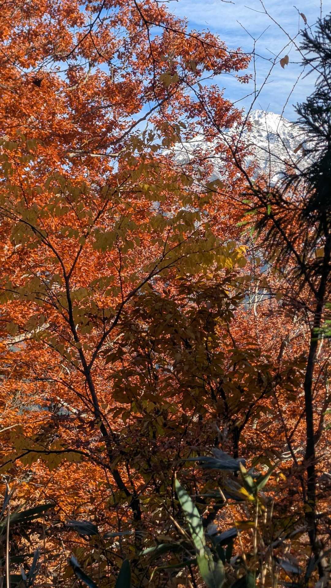 中山登山口-中山-剱岳早月尾根登山口 縦走コースの写真