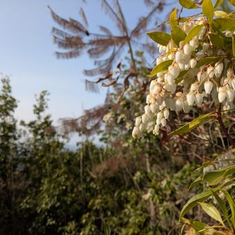 朝からよく冷える、さみぃさみぃと喋りながら淡々と進む。
アセビはいたる所で咲いてる