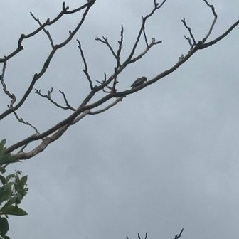 ドラミングの音がしてぴーちゃん撮影🐦
全然わかんないけど...えーとコゲラ......？
