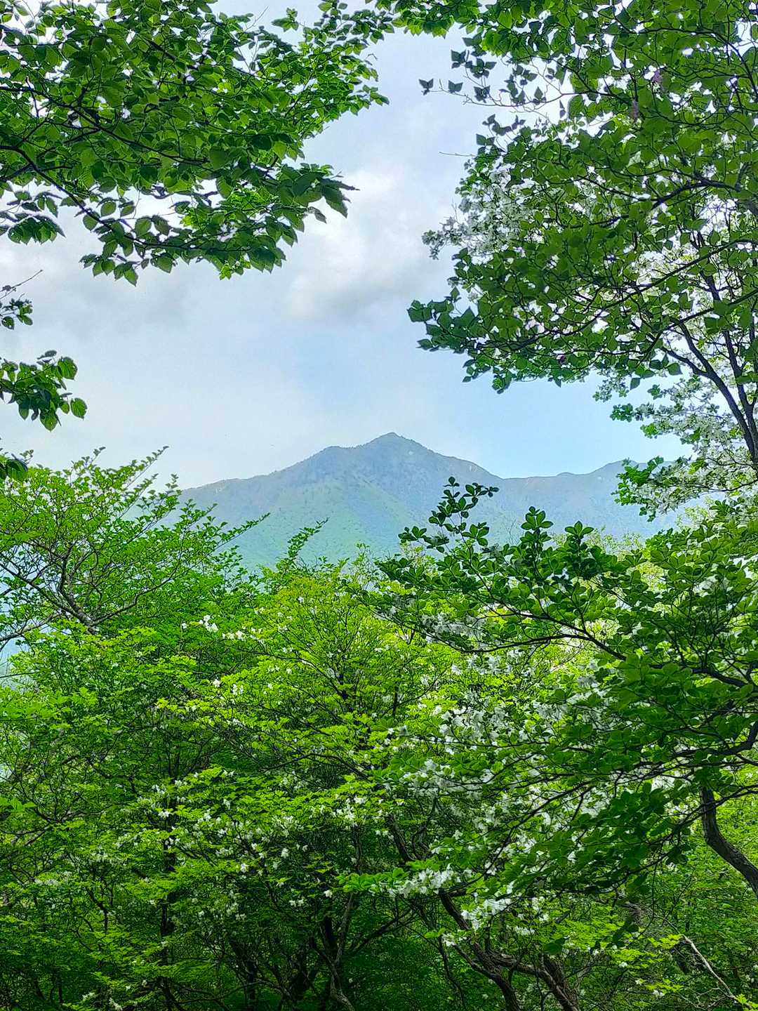 日留賀岳？と下に分かりづらいシロヤシオ😅
晴れてる
