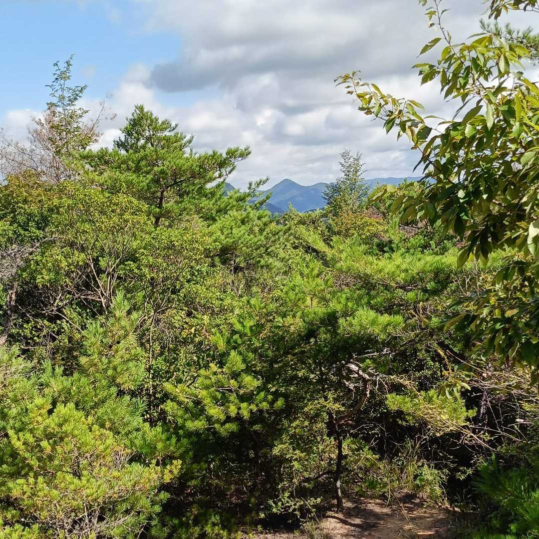 前方に見えているのは、大船山かなぁ🤔