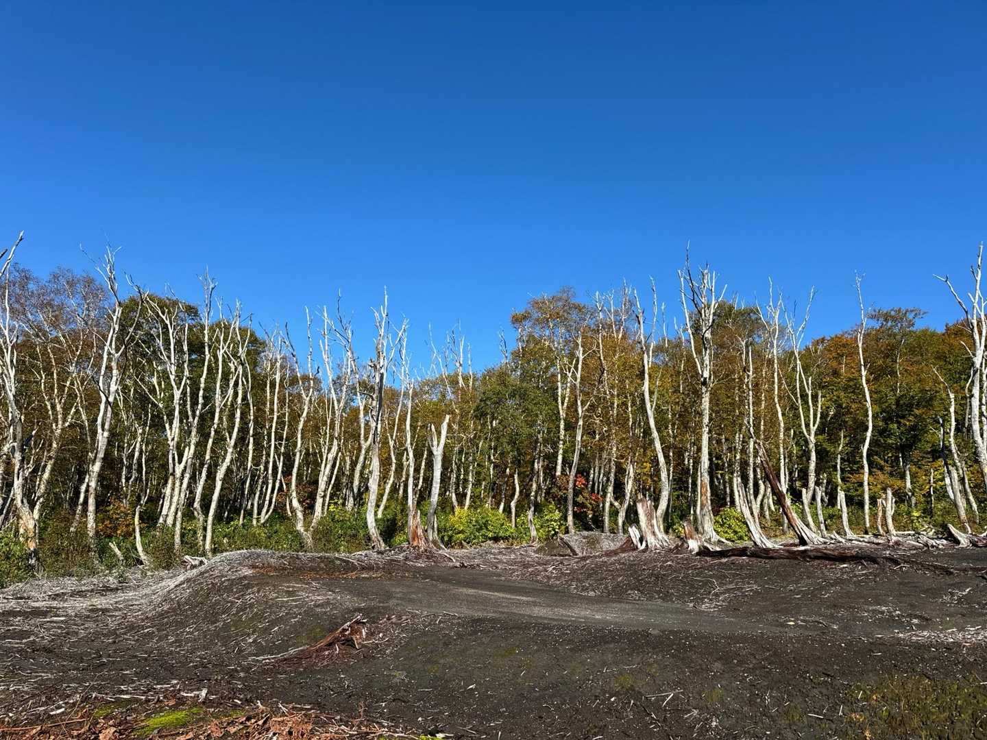 八甲田大岳登山口（酸ヶ湯）-八甲田山 往復コースの写真