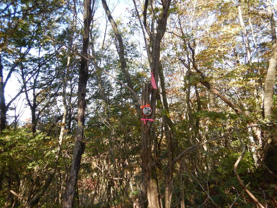 今日の最高点・妙理山（みょうりやま）901.5ｍ。　山頂表示はこれだけ。