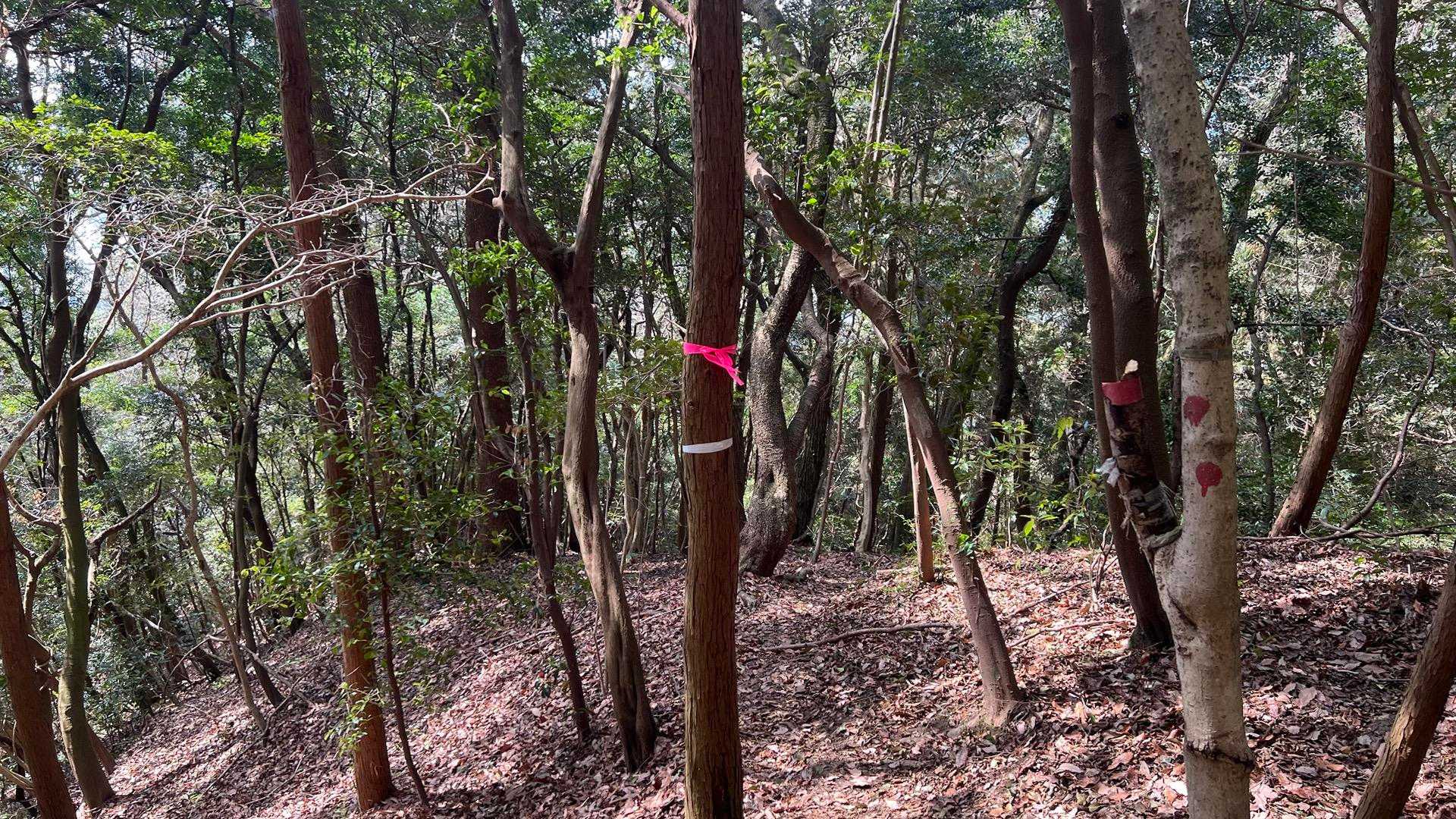 この手前で初めて登山者さんに会いまた行きすぎて戻る( ´∀｀ )