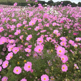 コスモスが咲き誇って見頃で綺麗すぎて何枚も写真を撮りました🌸