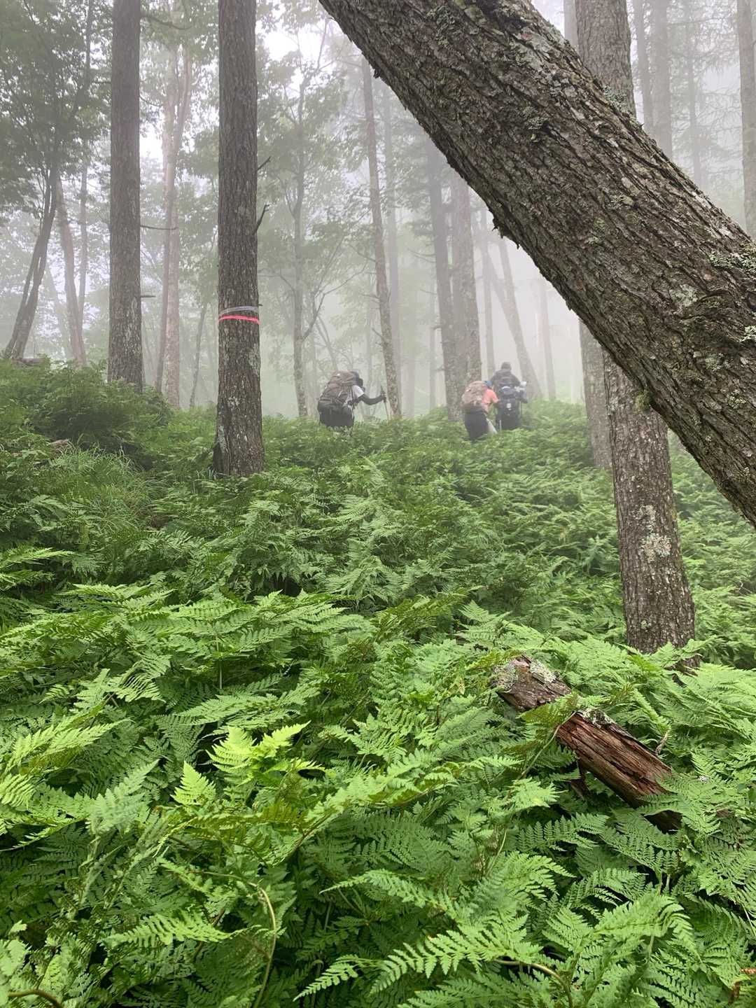 ひたすらシダの中を上る〜