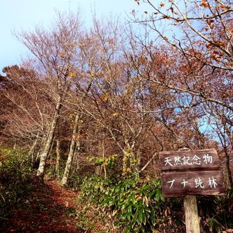 この辺りのブナ林は国の天然記念物（ブナとしては全国で3箇所しかない）😲