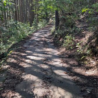 迂回路を行った先は林道