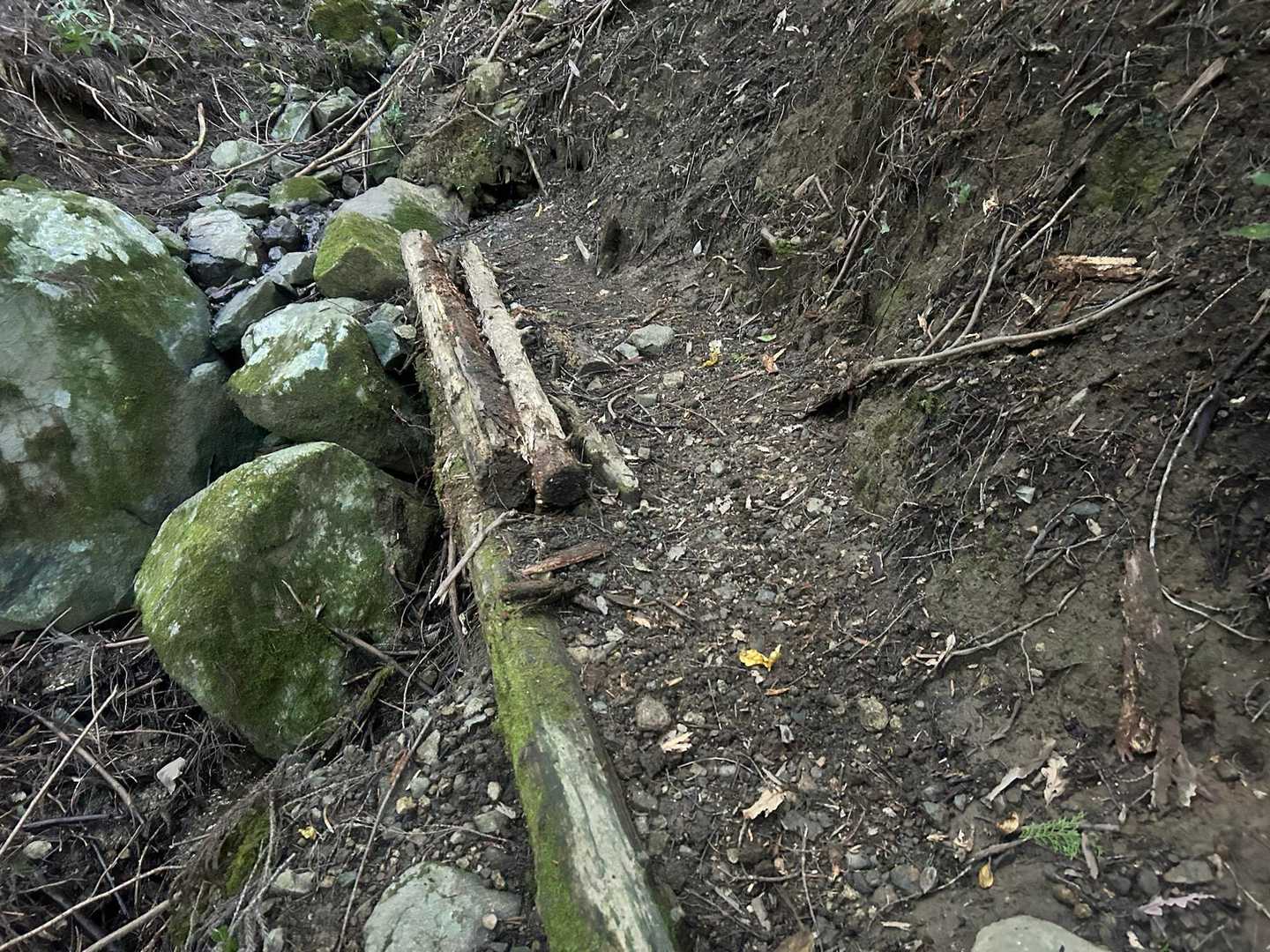 穴が出来ていたので、木を追加しました。