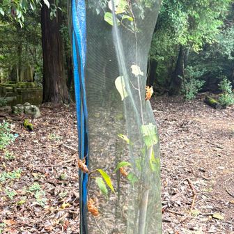 いくつも設置されている
苗木カバーには 
セミの抜けがらがたんまり  笑